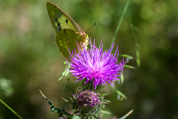 Macrofotografía de insectos en la Sierra de Guadarrama