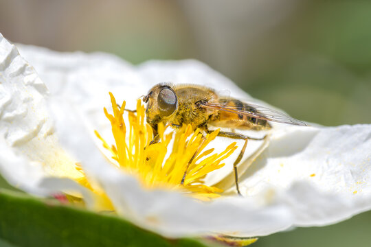 Macrofotograf&iacute;a de insectos en la Sierra de Guadarrama
