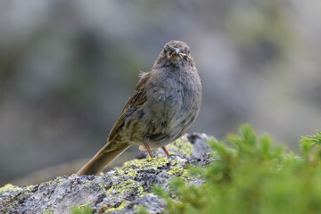 Aves en la Sierra de Guadarrama