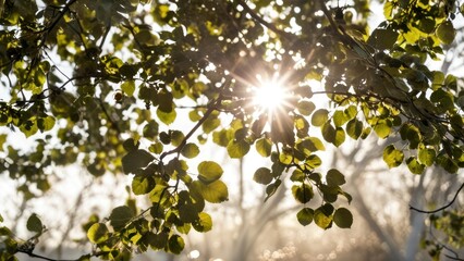 Obraz premium the sun is shining through the tree by some branches,