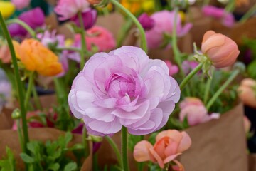 pink persian buttercup flower with colorful background
