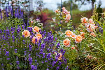 Elizabeth Stuart rose blooming in summer garden by lavender. Orange multi-petal flowers grow on...