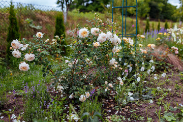 Fototapeta premium English Crocus Rose blooming in summer garden. White creamy flowers grow on shrub. Austin selection