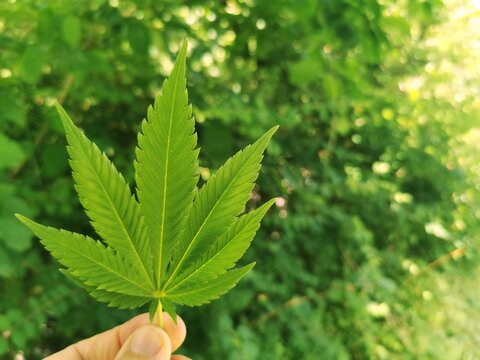 Hand h&auml;lt Cannabisblatt vor gr&uuml;nem Naturhintergrund