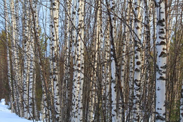 Fototapeta premium young birch forest in winter