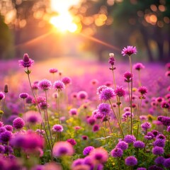 Obraz premium field of flowers
