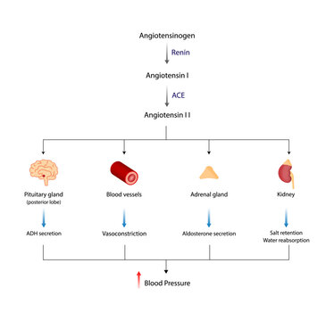 Angiotensin II acts on blood vessels, Adrenal gland and Pituitary gland. Renin-Angiotensin-Aldosterone System, RAAS. Blood pressure regulation. Vector illustration.	
