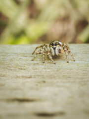 Zebra jumping spider looking for prey