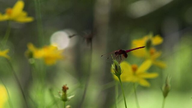 Dragonfly standing on pistil of flower