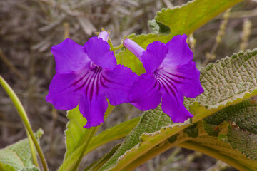 Cape Primrose Streptocarpus primulifolius flowers 5649 © Kobus