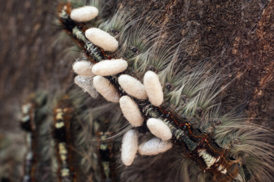 Cape Lappet Moth caterpillar parasitized by braconid wasps 5391