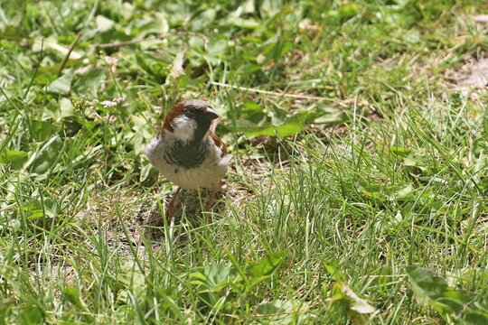 Passerotto