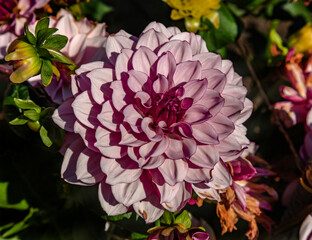 View of dahlia in the garden. Variety - Creme de cassis