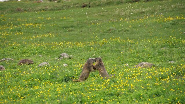 Ischgl, &Ouml;sterreich: Zwei Alpenmurmeltiere beim Revierkampf