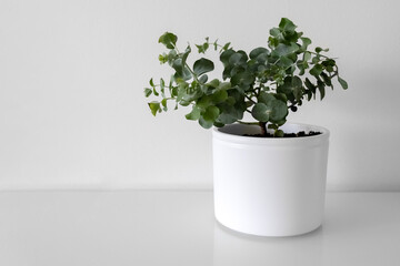 Silver Eucalyptus Gunnii in a white pot, on a white background. Photo
