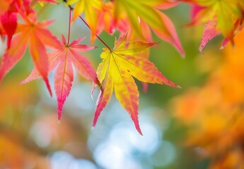 A close up of a leafy tree with bright orange leaves
