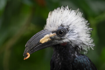 White-crested Hornbill - Horizocerus albocristatus, large beautiful iconic bird with white crest from West African forests and woodlands, Sierra Leone.