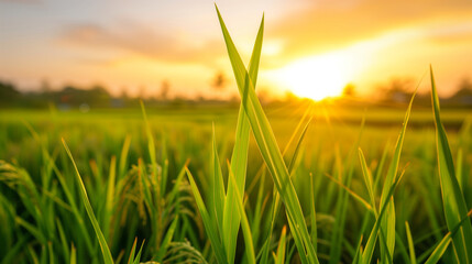 Fototapeta premium A field of green grass with a sun in the sky