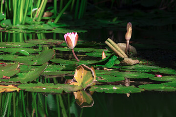 Pond with lily pads and a pink flower in bloom. Flower in the middle of a serene pond