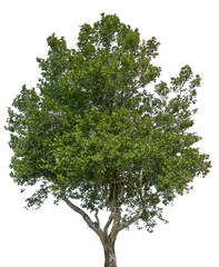 Obraz premium Green Tree Without Background – Realistic Nature PNG Asset