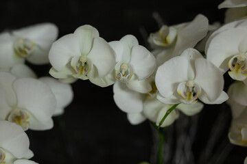 Obraz premium Close-Up of White Orchids
