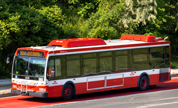 Toronto Canada, June 12 2024; A Toronto Transit Commission TTC hybrid electric bus traveling on a designated ( red ) bus exclusive lane