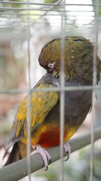 Chattering Green parrot Lory relaxing staying in the cage, Lorius garrulus, wildlife vertical video Footage, bird, animal life