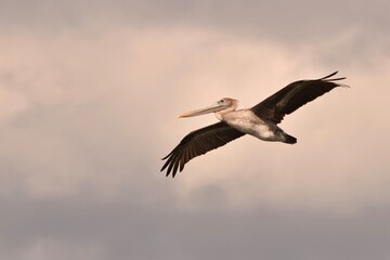 brown pelican bird in flight soft clouds