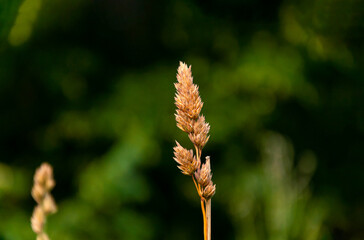 A yellow sprout of grass burnt out in the sun. Sprout on a green background. Summer.