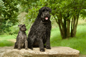 Front view of one miniature schnauzer and one giant schnauzer sitting on a stone bench in a forest.