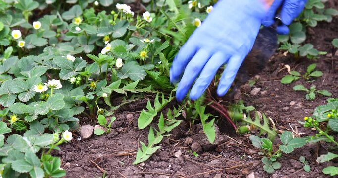 A farmer fights a weedy dandelion plant growing near a strawberry, uproots it with a garden root remover