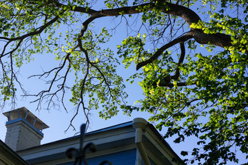 Curved tree branches extending over a house, showing natural forms and seasonal atmosphere in an outdoor setting, suitable for architectural, environmental, or nature-themed projects © Segnaless