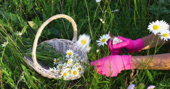 A woman collects field daisies for decoration, carefully cuts the flowers with pruning shears and puts them in a basket