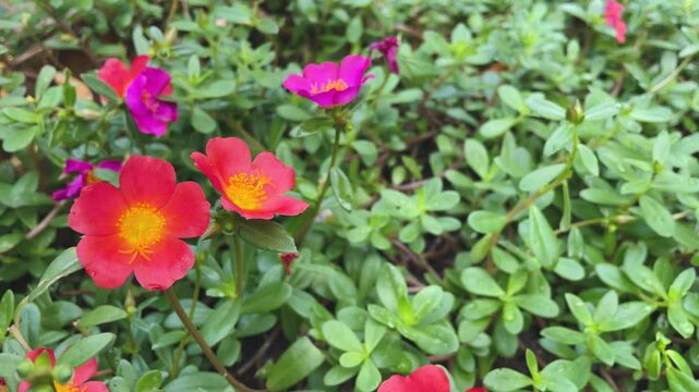Colorful purslane flowers in the garden. Flower known as eleven o'clock, nine o'clock.