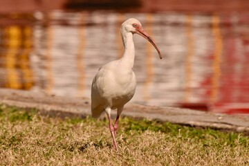 white ibis bird standing in the grass