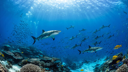 Obraz premium Sharks swimming in blue ocean