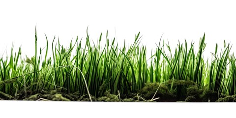 Fototapeta premium Close Up of Grass Plant on White Background