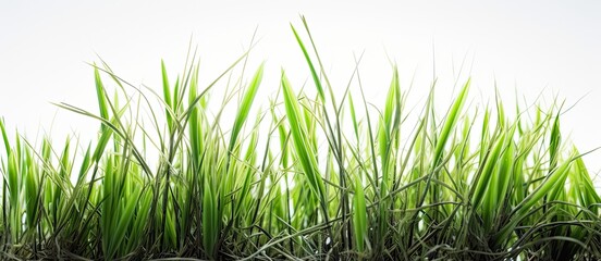 Naklejka premium Vast Green Grass Field Underneath Clear Blue Sky