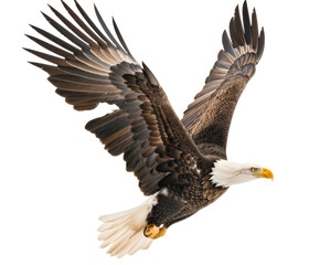 Obraz premium Bald eagle in flight with wings spread on white background..