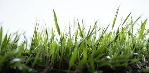Close-Up View of Green Grass on White Background