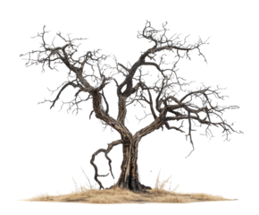 Dry leafless tree on white background..