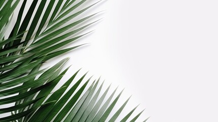 Obraz premium Close Up of Palm Tree Against White Background