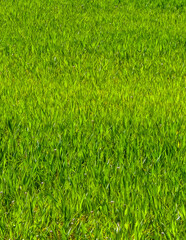Close up of green grass as nature background.