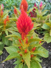 Celosia. Decorative flowers