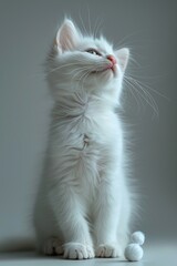 White Kitten Sitting on Gray Background