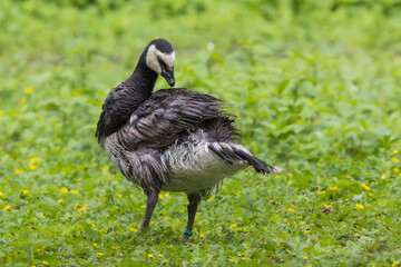Barnacle Goose in the Poitevin marsh