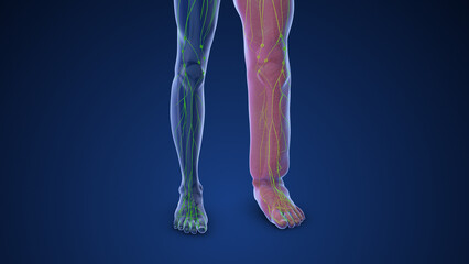 Medical animation depicting limb lymphedema