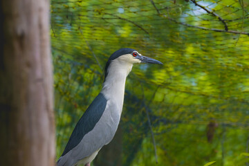 Black-crowned Night Heron in the Poitevin marsh
