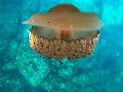 Fried Egg Jellyfish Cotylorhiza tuberculata uder Clear Waters,Ideal for marine life enthusiasts, ocean photographers, and those interested in unique sea creatures
