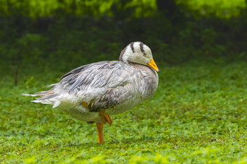 Bar-headed Goose in the Poitevin marsh